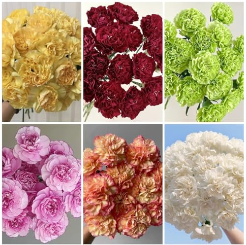 semi di chiodi di garofano perenni, giardino roccioso resistenti di chiodi di garofano da barba di antiche varietà, resistenti 300pcs
