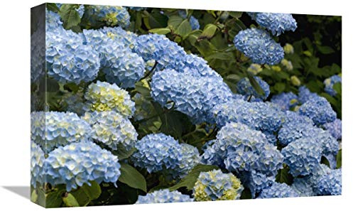 12 x 18 in. Bigleaf Hydrangea Madame Riverain Variety Flowers Art Print - Visionspictures