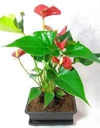 Summer Special - Hawaiian Red Anthurium Plant 8 - 10 Inches in a 5'' L Bonsai Pot