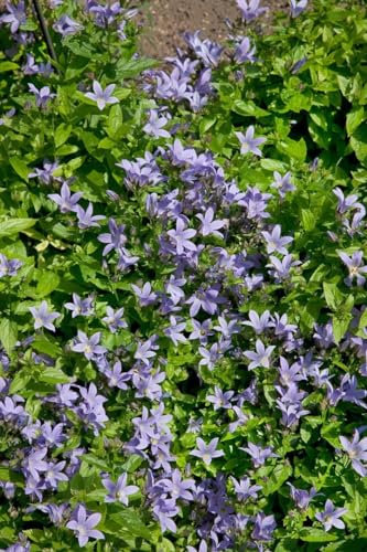 Campanula lactiflora 'Pouffe' ca. 9x9 cm Topf - Glockenblume, lavendelblaue Blüten, Blütezeit Juni-August, ideal für Rabatten, bienenfreundlich, pflegeleicht