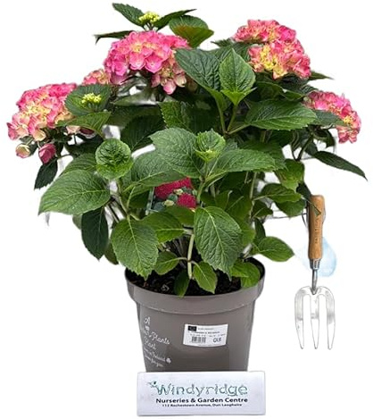 Hydrangea Macrophylla Rosa Planta con Flores Elegantes y Vistosas - Hortensia