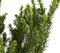Dehner Becher-Eibe Hillii, Taxus x media, dunkelgrüne Nadeln, 60-70 cm, 4 l Topf, Nadelgehölz