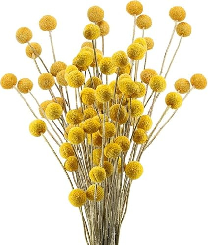 Minnhua 30PCS Fiori Secchi Decorativi Craspedia Secca Fiore Secco Naturale Giallo Billy Button Palline Pianta per Decorazione Matrimonio Casa Tavolo Vaso Organizzazione Fiori Floreale
