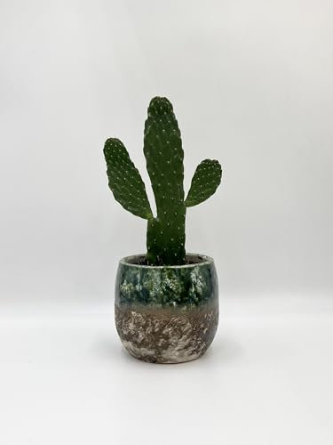 Epiphyllum anguliger Moon Cactus Pot suspendu 15 cm