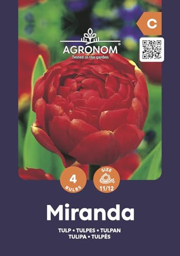 AGRONOM | TULIPES - MIRANDA - Bulbes de Fleurs | Plantes Vivaces de Jardin | Bulbes de Fleurs à Planter | Belles Fleurs Couleurs Vives | Couleur Rouge | 4 Pièces à Bulbes