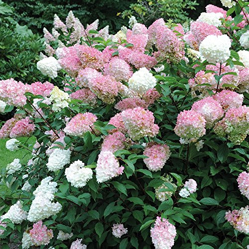 Hydrangea paniculata Vanille Fraise 3.6 Litre Pot x 1 ('Renhy')