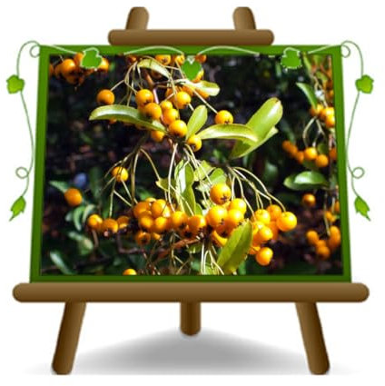 Pyracantha Soleil D’Or Plante à Partir De Haie Hauteur : 80-100 CM Vase : 18 CM