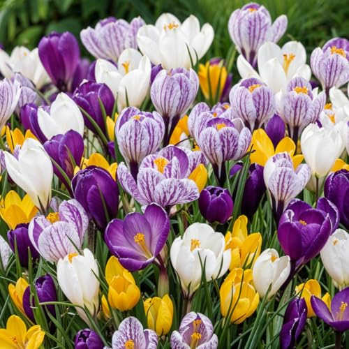 Jättekrokus lökar blandning, 1000 exklusiva blomlökar, mix av 5 sorter från Holland, äkta vinterhärdig och flerårig krokuslök/blomma (ingen frö) för trädgård, krukor och balkong.