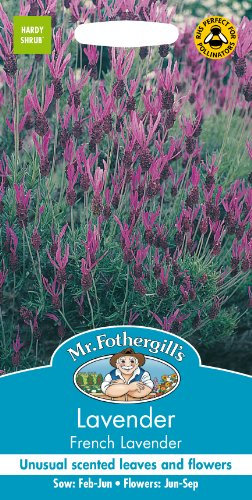 Mr Fothergill's Lavender French Lavender