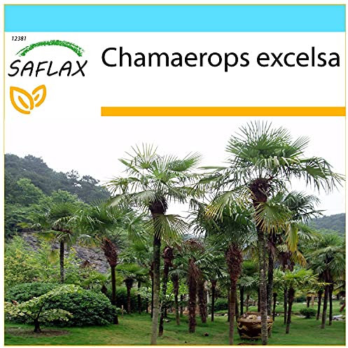 SAFLAX - Gift Set - Chinese Windmill Palm - 10 Seeds - Chamaerops excelsa
