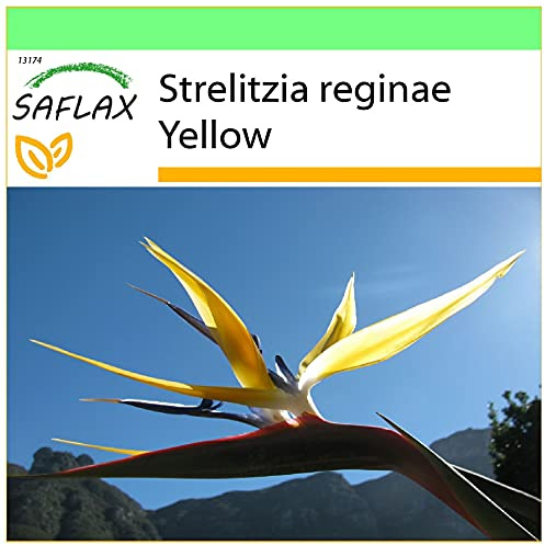 SAFLAX - Garden to Go - Gul Strelitzia - Mandelas Guld - 4 Frön - Med lerkruka, glaserad bricka, substrat och gödselmedel - Strelitzia reginae Yellow