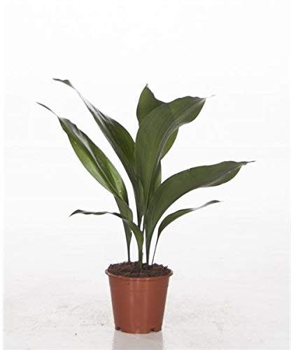 Aspidistra Elatior 50 cm - Schusterpalme/Metzgerpalme - Robuste Zimmerpflanze für pflegeleichte Raumbegrünung, Luftreinigung & Schattenverträglichkeit