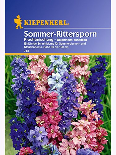 Rittersporn Delphinium Prachtmischung