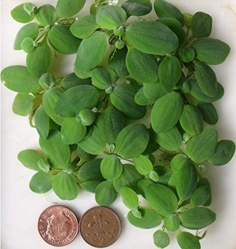 Pistia stratiotes - mini -x10 - akvarieväxt