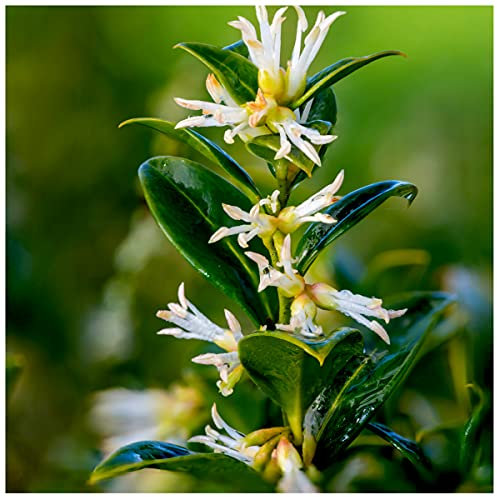 Sarcococca Confusa in 1.5L Pot, Christmas Box, Dense, Evergreen Shrub 3fatpigs®