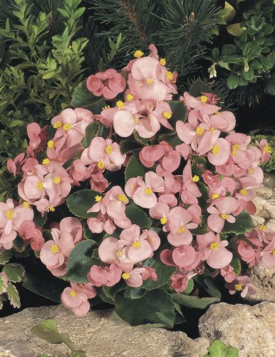 Just Seed - Flower - Begonia semerflorens - Heavens Pink F1-20 Pelleted Seeds