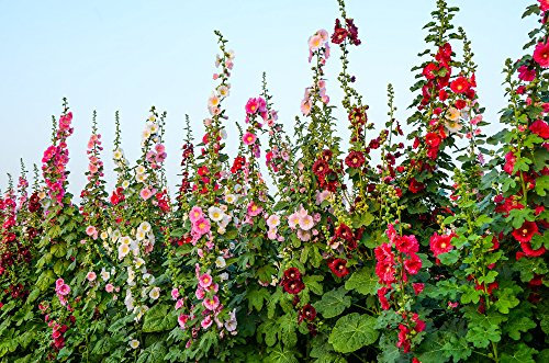 Gefüllte Stockrosen 20 Samen, Malve, Hollyhock