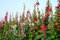 Gefüllte Stockrosen 20 Samen, Malve, Hollyhock