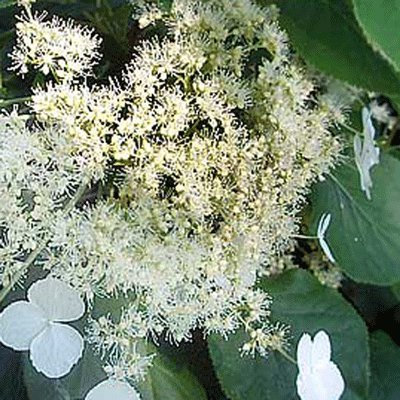 Hydrangea anomala SSP. petiolaris 15cm Pot Size