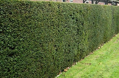 Taxus-Eibe im Topf/Container Größe 60 bis 70 cm