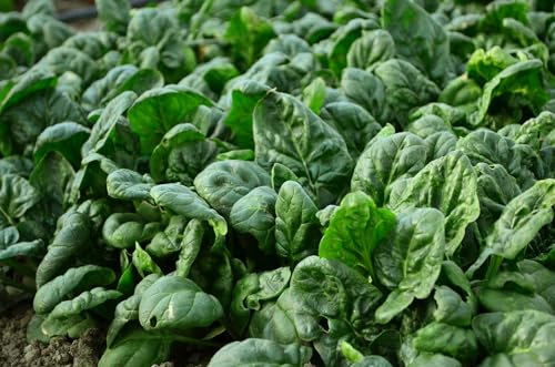 Just Seed - Spinach - Giant Winter - 300 Seeds - Economy Pack