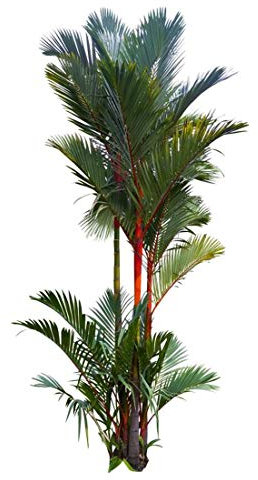 Siegellack - Palme - Rotstielpalme - 10 Samen Cyrtostachys renda - Rarität