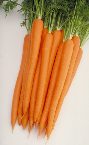 JustSeed - Vegetable - Baby Carrot - Sugarsnax 54 F1-150 Seed - Economy Pack