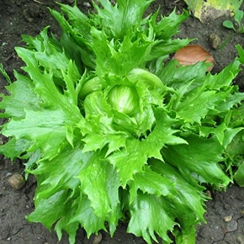 LATTUGA REGINA DEI GHIACCI NR.1000 SEMI