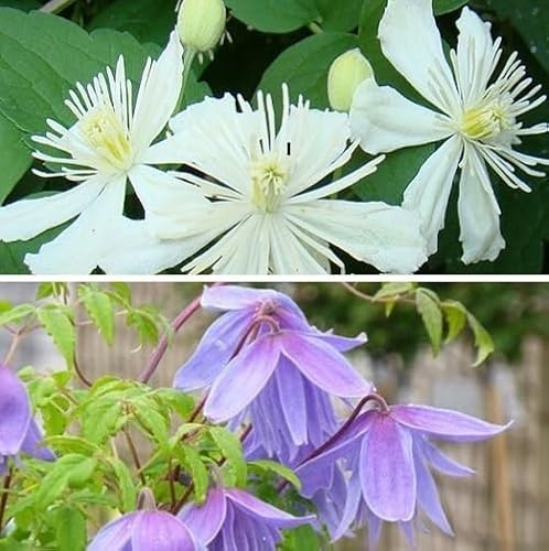 2 plantas trepadoras de clemátide: Clemátide Summer Snow y Alpina - blancas y moradas, perennes y resistentes | 2 macetas de 1,5 litros