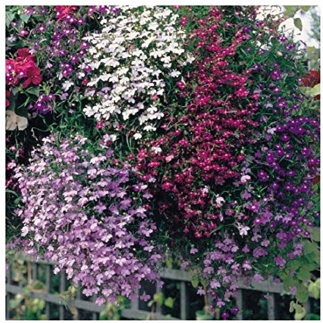 PREMIER SEEDS DIRECT - Lobelia - Cascade Mix/Mixed - 0.4 GRAM ~ Approx 12,000 Seeds - Trailing
