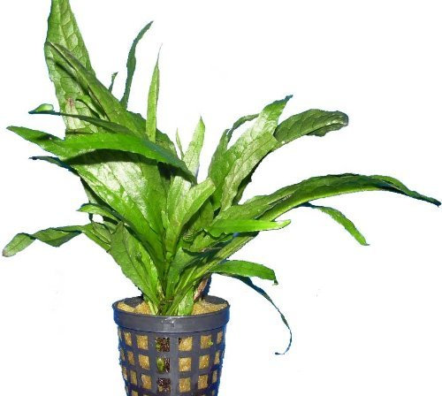 Plantes aquatiques vivantes pour aquarium, plantes d'eau douce