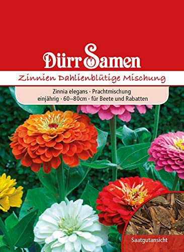 Dürr-Samen - Zinnien Dahlienblütige Prachtmischung einjährig 60-80 cm Saatgut