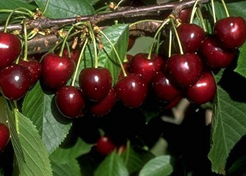 Große schwarze Knorpelkirsche, Süßkirsche, Halbstamm, 150-170cm, im Topf