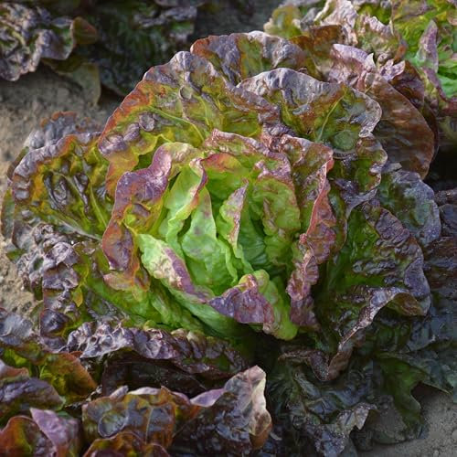 PREMIER SEEDS DIRECT - Heirloom Lettuce Seeds - Marvel of Four Seasons - 4.5 Grams