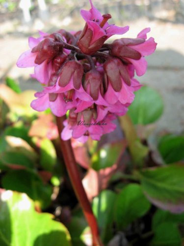 Staudenkulturen Wauschkuhn Bergenia Hybride 'David' - Bergenie - Staude im 11cm Topf