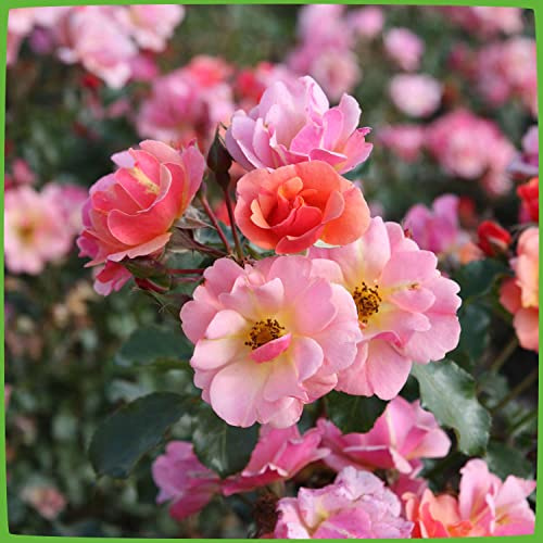 Rose Jazz® - Bodendeckerrose mehrfarbige Blüten in Orange Apricot Gelb - Kleinstrauchrose Pflanze Duftend Winterhart Halbschattig Mehltau-Resistent von Garten Schlüter - Pflanzen in Top Qualität