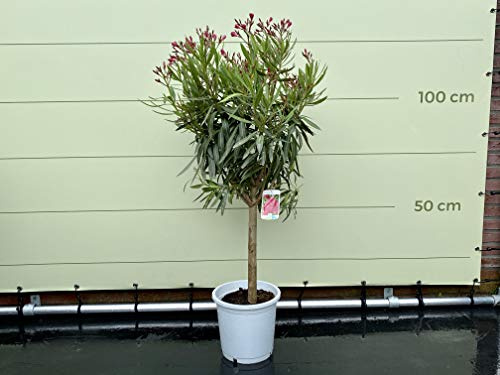 Tropictrees - Oleandro su tronco alto, colore rosso, 80-100 cm