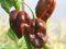 PREMIER SEEDS DIRECT - HOT Chilli Pepper - Habanero Chocolate - 60 Seeds