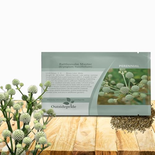 Outsidepride Rattlesnake Master Sea Holly Seeds for Planting - 2000 Pcs Perennial Drought-Tolerant Eryngium Cut Flower Garden Seeds for Floral Arrangements, Pollinator & Low Water Gardens