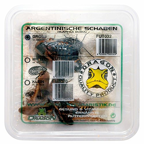 Dragon Argentinische Schaben mittel 11-14 STK. in Dose - Futtertiere - Reptilienfutter - Futterinsekt