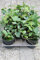 Bodendecker Hedera helix hibernica T.B.10,5 5Tr. 15-20 25 St.