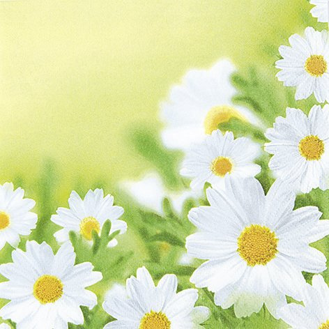 20 Servietten White daisies ? H?bsches Margeritenfeld/Blumen 33x33cm