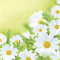 20 Servietten White daisies – Hübsches Margeritenfeld / Blumen 33x33cm