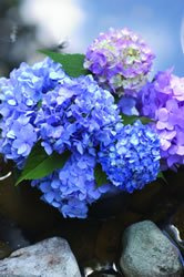 Hydrangea - Endless Summer The Original - #1 container