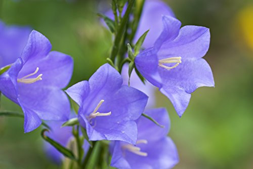 Rapunzel Campanula rapunculus 50 Samen