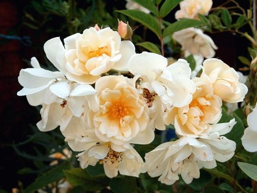 Ramblerrose Lykkefund Containerrosen im großen 7,5 Liter Topf