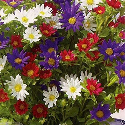 200 Graines Aster - (Aster Alpinus Mix) - pâle lavande, bleu, rose et blanc,