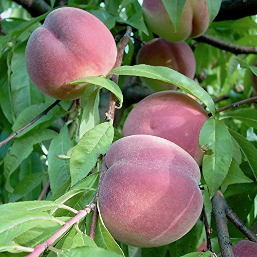 Früher Roter Ingelheimer weißfleischig Pfirsichbaum Buschbaum 110-140 cm 9,5 Liter Topf St. Julien A