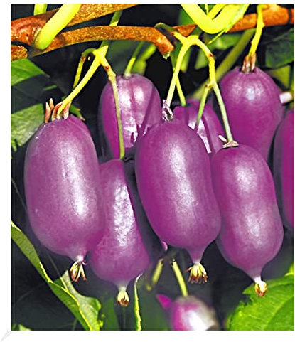 BALDUR Garten Kiwi 'Ken´s Red®', 1 Pflanze, Actinidia arguta Kletterpflanze, winterhart, mehrjährig, Actinidia arguta, reiche Ernte an essbaren Früchten, Obst-Rarität