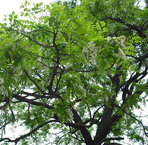 Futaba® Robinie, Robinie Leguminous Laubbäume 30 Samen